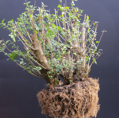 Privet Multi Trunk Bonsai